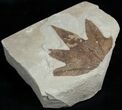 Fossil Sycamore Leaf - Green River Formation #2328-4